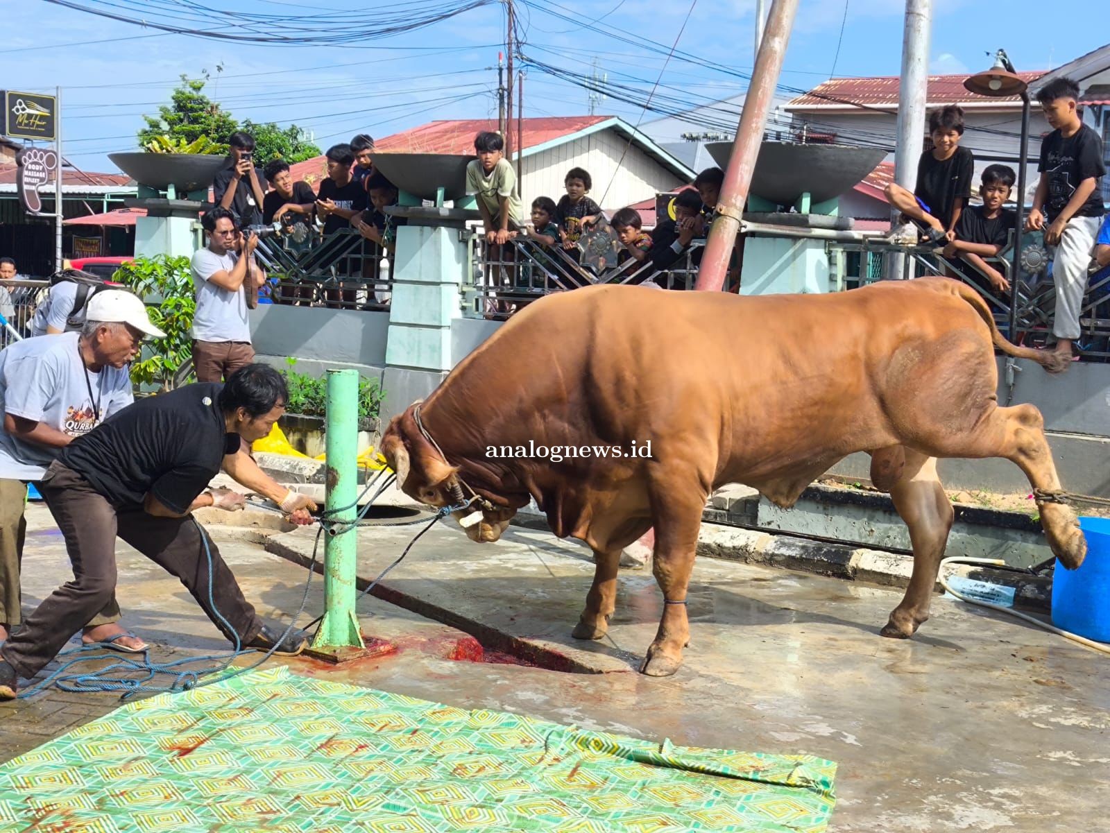 Penyembelihan Hewan Kurban di Bontang Capai 1.957 Ekor, Data Masih Berpotensi Bertambah