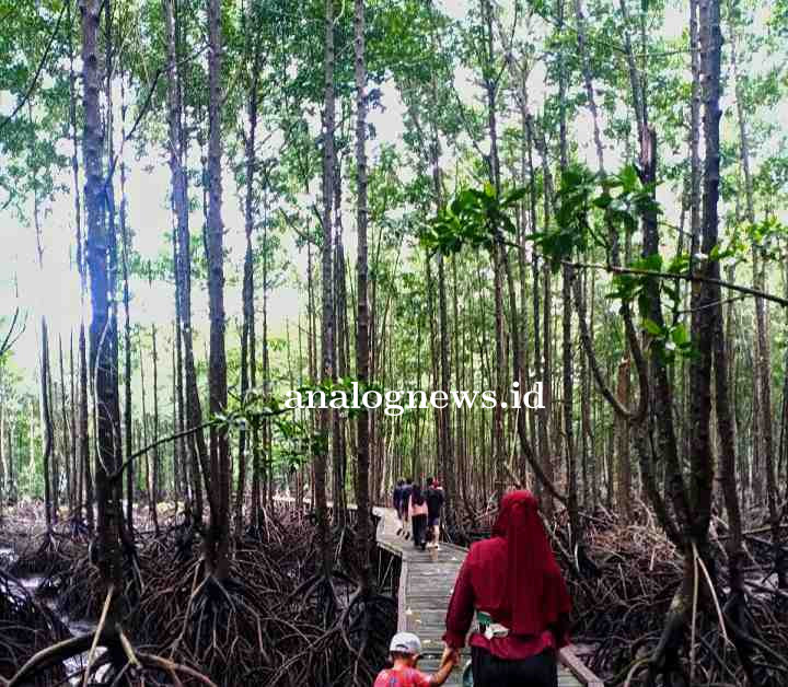 DLH Jaga Kelestarian Lingkungan dengan Mangrove