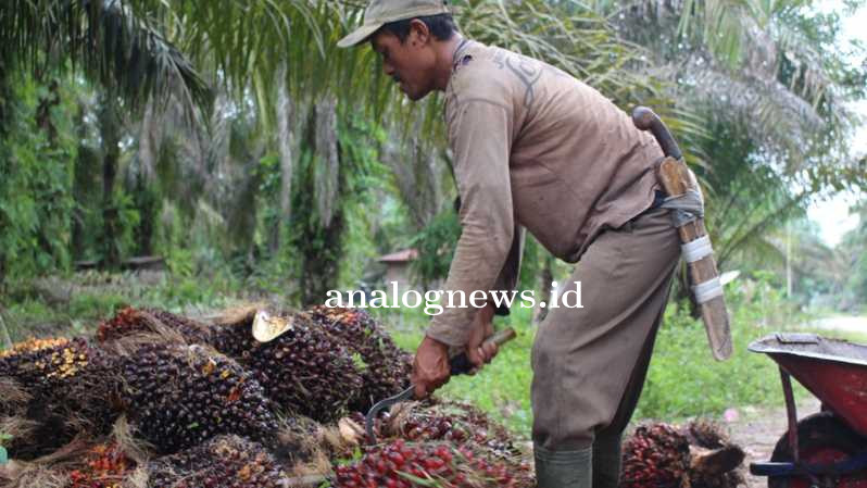 petani_sawit.jpg